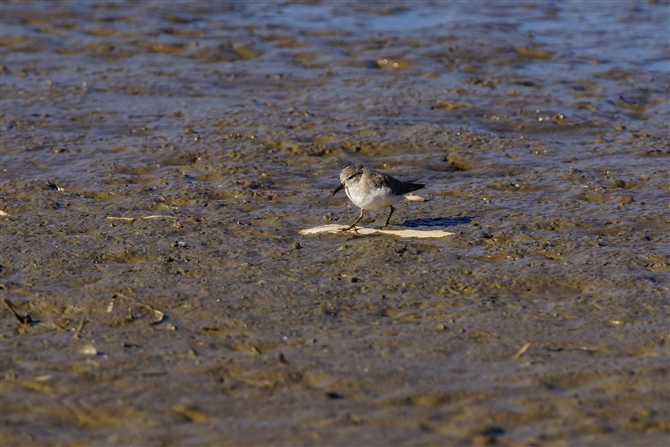 IWgEl,Termminick's Stint